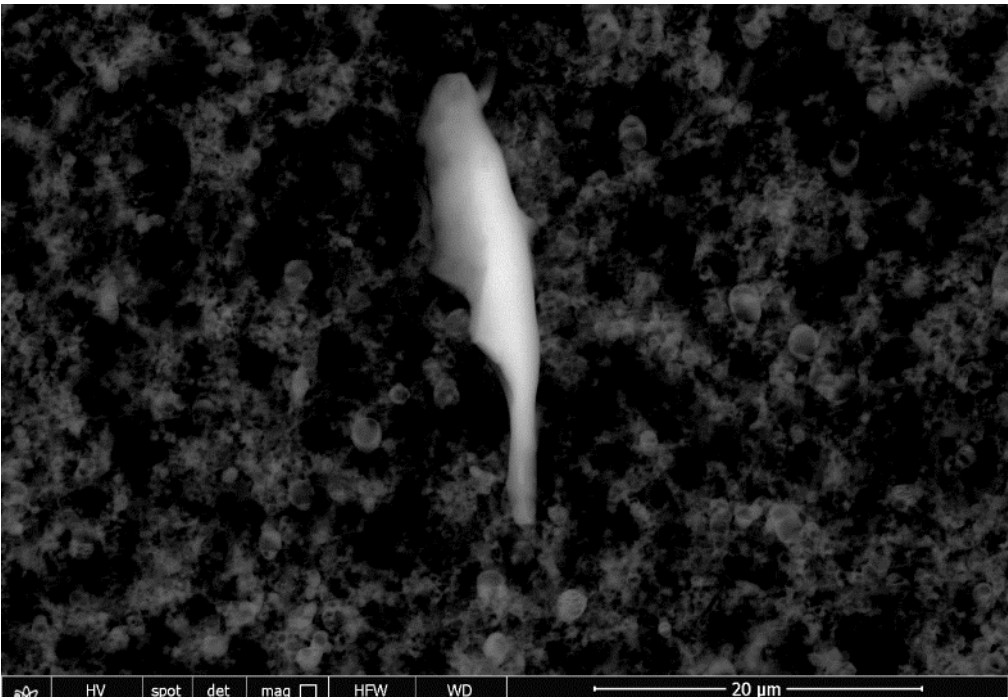 PARASITE DANS PFTZER 9vSidQ5KSGRuDZ1OxJpI_27_d6e19e8ab579d6c24584944a3f8c8e6a_image_original.png