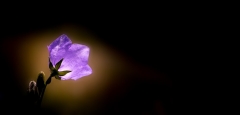 flammes jumelles,âmes jumelles,chakras,amour